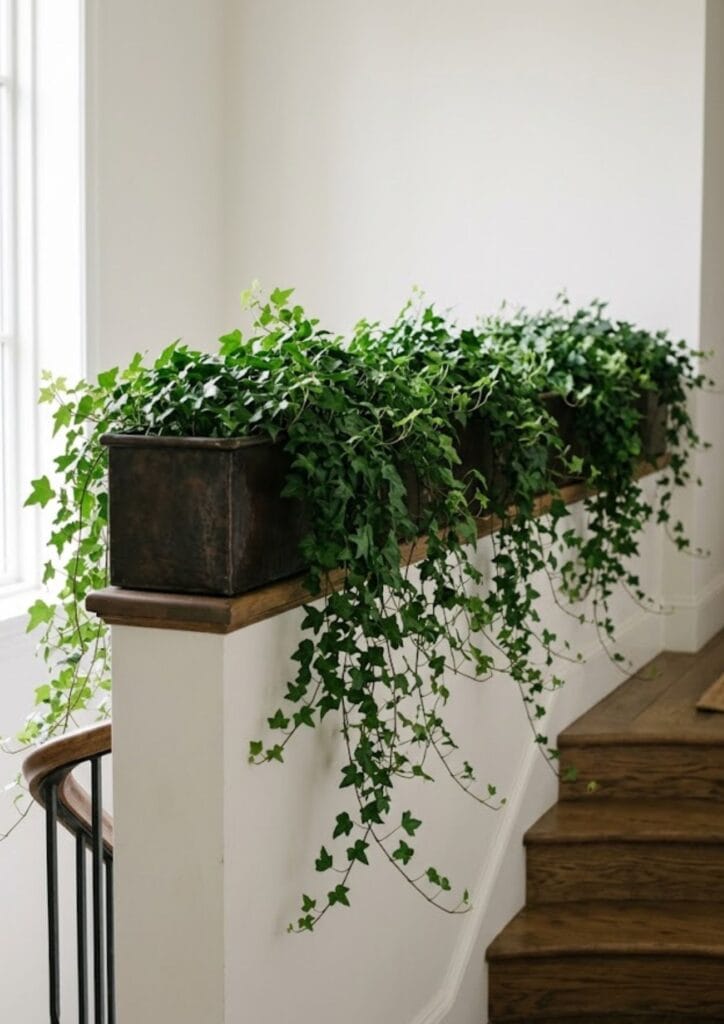 English ivy cascading over a staircase half-wall planter